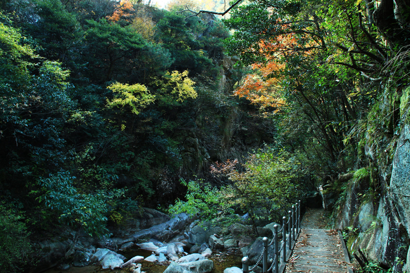 原始大森林—塔畈板倉